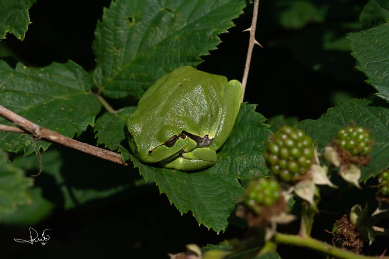 Boomkikker - Common Tree Frog (Hyla arborea)