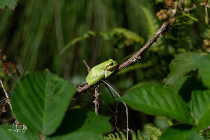 Boomkikker - Common Tree Frog (Hyla arborea)