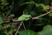 Boomkikker - Common Tree Frog (Hyla arborea)