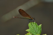 Bosbeekjuffer  / Beautiful Demoiselle (Calopteryx virgo)