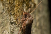 Bosbesuil / Chestnut (Conistra vaccinii)