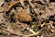 Bosbesuil / Chestnut (Conistra vaccinii)