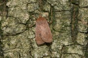 Bosbesuil / Chestnut (Conistra vaccinii)