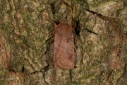 Bosbesuil / Chestnut (Conistra vaccinii)