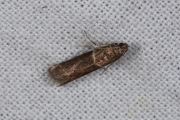 Boslichtmot (Cryptoblabes bistriga), micro