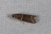 Boslichtmot (Cryptoblabes bistriga), micro