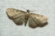 Bosrankdwergspanner / Haworth's Pug (Eupithecia haworthiata)