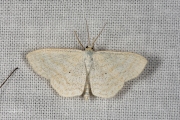 Bosspanner / Lesser Cream Wave (Scopula immutata)