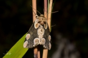 Braamvlinder / Peach Blossom (Thyatira batis)