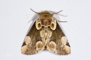 Braamvlinder / Peach Blossom (Thyatira batis)