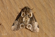 Braamvlinder / Peach Blossom (Thyatira batis)