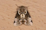 Braamvlinder / Peach Blossom (Thyatira batis)