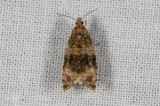 Brandnetelbladroller / Dark Strawberry Tortrix (Syricoris lacunana), micro