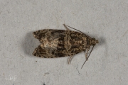 Brandnetelbladroller / Dark Strawberry Tortrix (Syricoris lacunana), micro