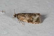 Brandnetelbladroller / Dark Strawberry Tortrix (Syricoris lacunana), micro