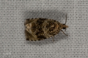 Brandnetelbladroller / Dark Strawberry Tortrix (Syricoris lacunana), micro