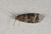 Brandnetelbladroller / Dark Strawberry Tortrix (Syricoris lacunana), micro