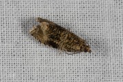 Brandnetelbladroller / Dark Strawberry Tortrix (Syricoris lacunana), micro