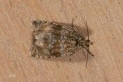 Brandnetelbladroller / Dark Strawberry Tortrix (Syricoris lacunana), micro