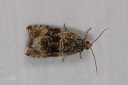 Brandnetelbladroller / Dark Strawberry Tortrix (Syricoris lacunana), micro
