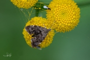 Brandnetelmotje / Nettle-tap (Anthophila fabriciana), micro