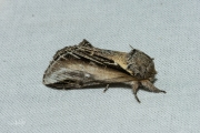 Brandvlerkvlinder / Swallow Prominent (Pheosia tremula)