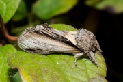 Brandvlerkvlinder / Swallow Prominent (Pheosia tremula)