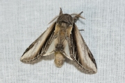 Brandvlerkvlinder / Swallow Prominent (Pheosia tremula)