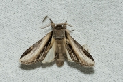 Brandvlerkvlinder / Swallow Prominent (Pheosia tremula)