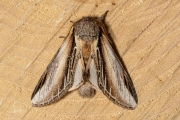 Brandvlerkvlinder / Swallow Prominent (Pheosia tremula)