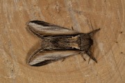 Brandvlerkvlinder / Swallow Prominent (Pheosia tremula)