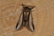 Brandvlerkvlinder / Swallow Prominent (Pheosia tremula)