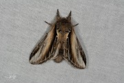 Brandvlerkvlinder / Swallow Prominent (Pheosia tremula)