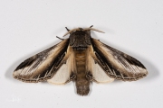 Brandvlerkvlinder / Swallow Prominent (Pheosia tremula)