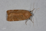 Breedbandhuismoeder / Broad-bordered Yellow Underwing (Noctua fimbriata)