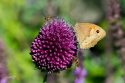 Bruin zandoogje / Meadow Brown (Maniola jurtina)