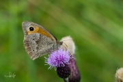 Bruin zandoogje / Meadow Brown (Maniola jurtina)