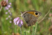 Bruin zandoogje / Meadow Brown (Maniola jurtina)