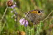 Bruin zandoogje / Meadow Brown (Maniola jurtina)