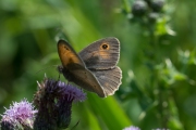 Bruin zandoogje / Meadow Brown (Maniola jurtina)