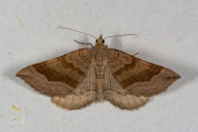 Bruinbandspanner / Shaded Broad-bar (Scotopteryx chenopodiata)