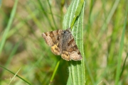 Bruine daguil / Burnet Companion (Euclidia glyphica)