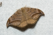 Bruine eenstaart / Dusky Hook-tip (Drepana curvatula)