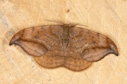 Bruine eenstaart / Dusky Hook-tip (Drepana curvatula)