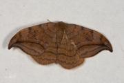 Bruine eenstaart / Dusky Hook-tip (Drepana curvatula)