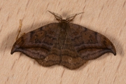 Bruine eenstaart / Dusky Hook-tip (Drepana curvatula)