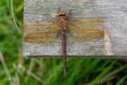 Bruine glazenmaker / Brown Hawker (Aeshna grandis)