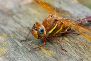 Bruine glazenmaker / Brown Hawker (Aeshna grandis)