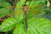 Bruine glazenmaker / Brown Hawker (Aeshna grandis)