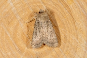 Bruine grasuil / Dotted Rustic (Rhyacia simulans)